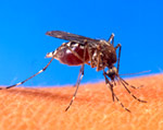 Mosquito Feeding Habits Picture