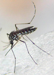 The harmful form of the mosquito is the female which must have a blood meal before laying eggs. The females persistent search for blood brings them into contact with people results in an annoying pest situation